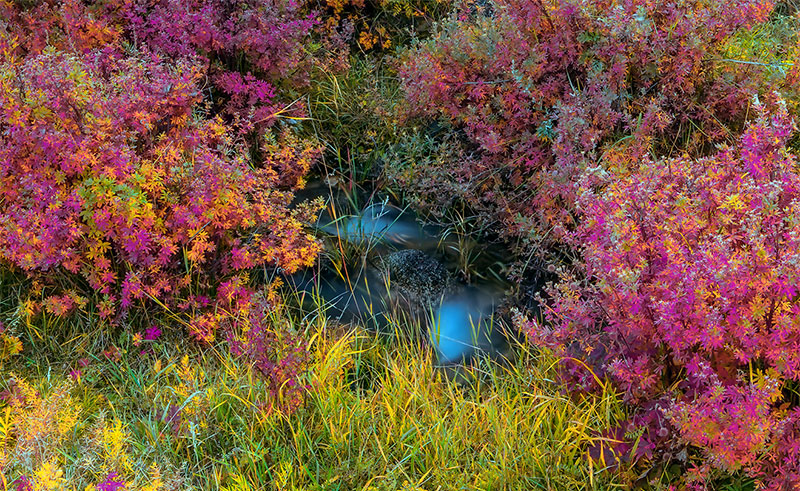 autumn mongolia